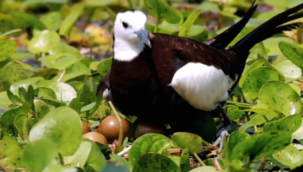 7a6cebb5f86056ad5a19b3b40379a2bb