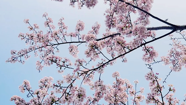 0f582d8a27076d06e4009ddaeadb4bb9