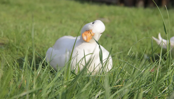 87177dfa5be3d77fd995639cf5a15d61